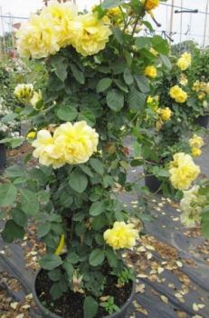 Preview: Kletterrose Golden Gate